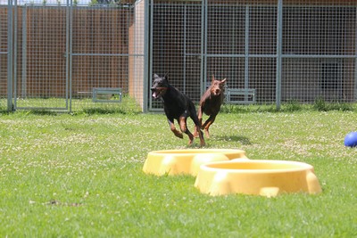 Hund, Hunde, Hundezucht, Hundezwinger, Hunde-pensionen, Hundepension, tier-pensionen, Tierpension,  tier, tiere, pension, pensionen, Berlin, Brandenburg, Havelland, Potsdam, mittelmark, Wustermark, oberhavel, Spandau, hundebetreuung, tierbetreuung, betreuung, hundeferien, Tiertrainer, Tierheim, Hundehotel, Dogsitting, Tagespflege,   hotel, hundehotel, hundepension, urlaubspflege, gassi-service, gassiservice, betreuung, tiertaxi, hundefutter, trockenfutter, dogsitting