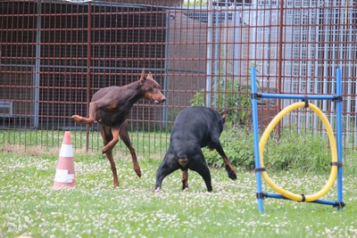 Hund, Hunde, Hundezucht, Hundezwinger, Hunde-pensionen, Hundepension, tier-pensionen, Tierpension,  tier, tiere, pension, pensionen, Berlin, Brandenburg, Havelland, Potsdam, mittelmark, Wustermark, oberhavel, Spandau, hundebetreuung, tierbetreuung, betreuung, hundeferien, Tiertrainer, Tierheim, Hundehotel, Dogsitting, Tagespflege,   hotel, hundehotel, hundepension, urlaubspflege, gassi-service, gassiservice, betreuung, tiertaxi, hundefutter, trockenfutter, dogsitting